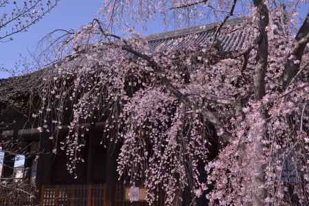立本寺　枝垂桜　2024