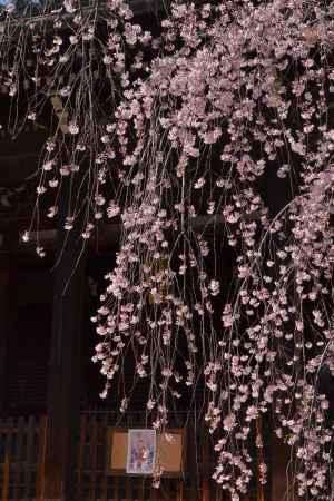 人気の枝垂桜