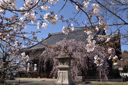 ソメイヨシノも楽しめます