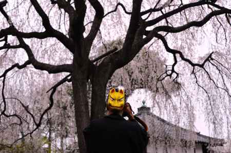 金狐カメラマンとしだれ桜