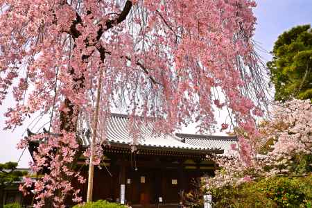 待賢門院（たいけんもんいん）桜