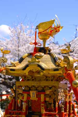 御神輿とソメイヨシノ