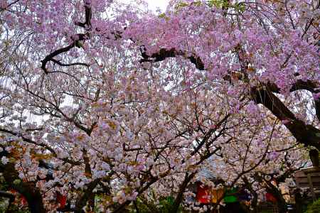 紅枝垂桜　観音桜　松月桜　
