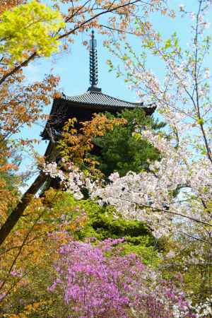 花盛り 御室の路の 人通り
