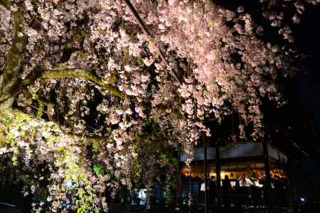 桜コンサートⅡ