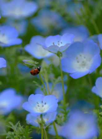 天道虫と瑠璃唐草