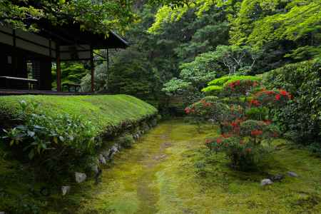 真如の庭　つつじの大刈込