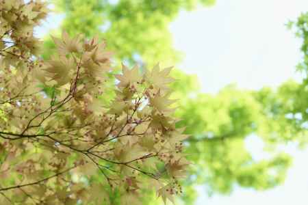 はんなり　もみじ