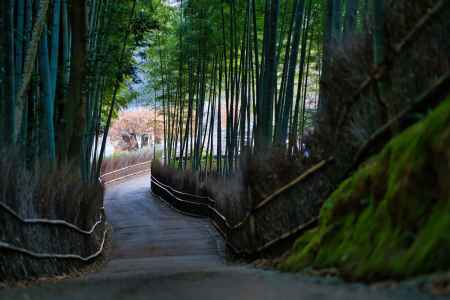 粉雪と竹林の小径