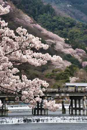 嵐山の桜
