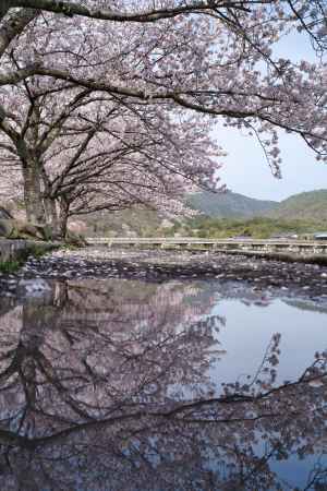 雨上がり桜満開の嵐山
