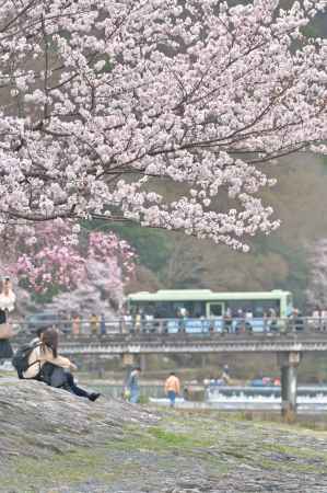 春爛漫の嵐山