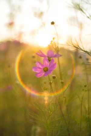 嵯峨広沢のコスモス