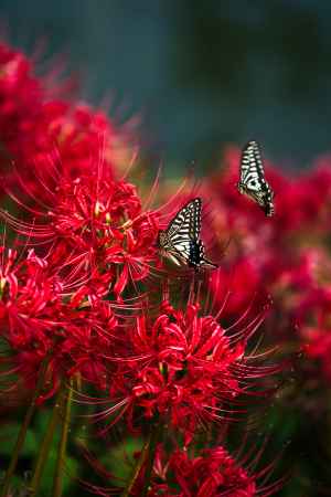 彼岸花と蝶