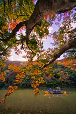 色づき始めた嵐山