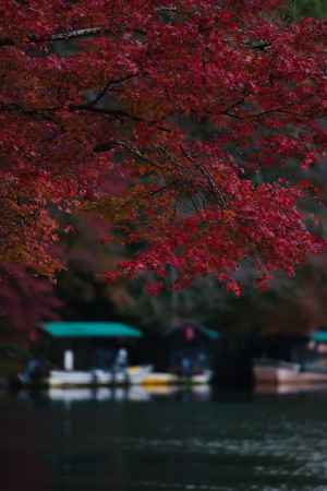 嵐山の紅葉