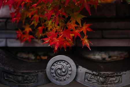 斎宮神社の紅葉