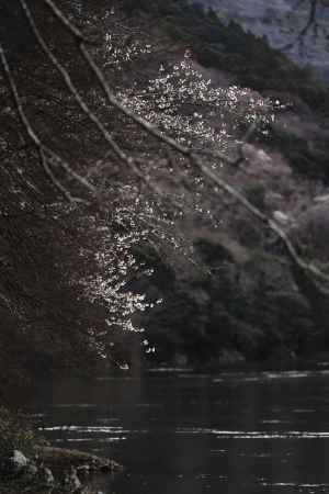 咲き始める嵐山