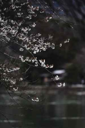 咲き始めた嵐山