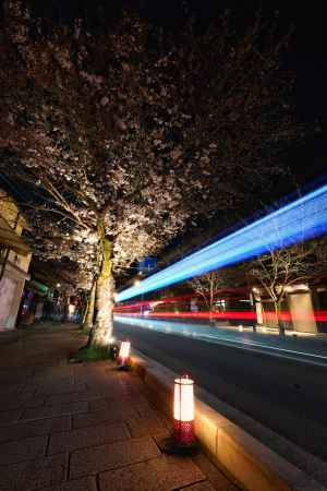 嵐山の夜桜