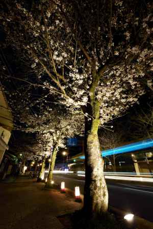 嵐山商店街の桜