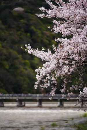 嵐山の桜