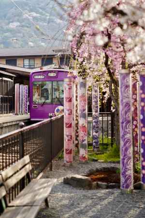 キモノフォレストの桜