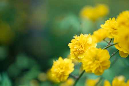 松尾大社の山吹