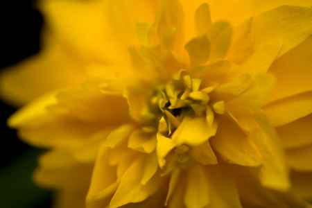 松尾大社の山吹