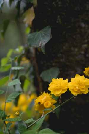 松尾大社の山吹