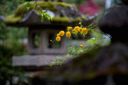 松尾大社の山吹