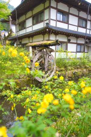 松尾大社の山吹