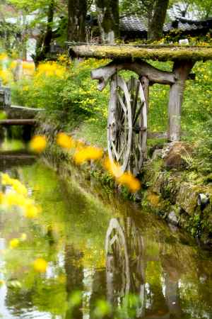松尾大社の山吹