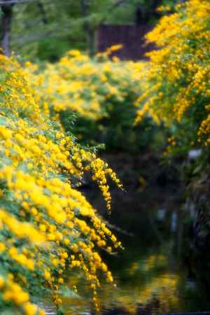 松尾大社の山吹