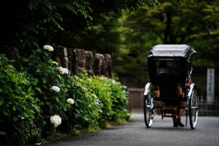 嵐山に咲く紫陽花2