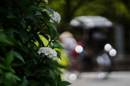 嵐山に咲く紫陽花3