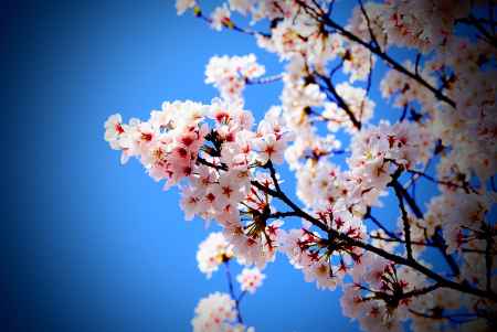 桜