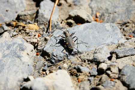 ニワハンミョウ