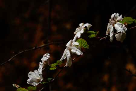 ビロードイチゴ