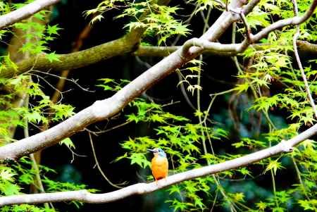 新緑とカワセミ