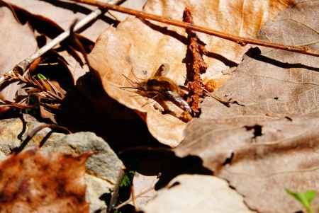 ビロードツリアブ