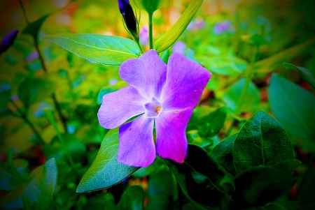 ツルニチニチソウ