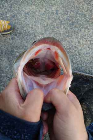 だからオオクチ