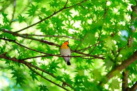新緑とキビタキ