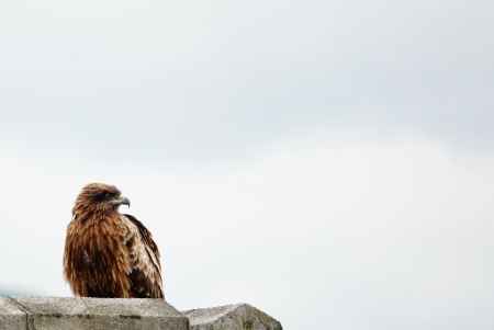 強風に何を思う