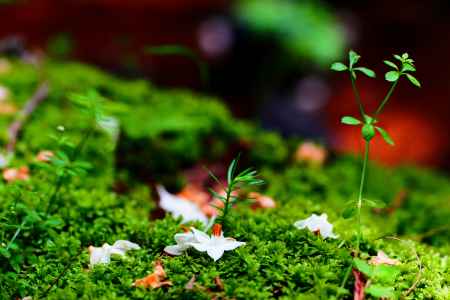 エゴノキと苔の新緑