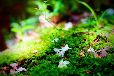エゴノキと木漏れ日と