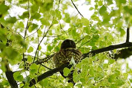 アオバズクの定位置