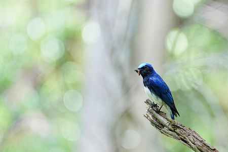 新緑とオオルリ
