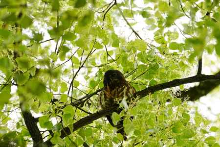 アオバズクの足裏
